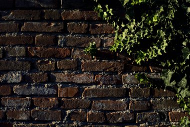 Ivy gün batımında tuğla bir duvarda
