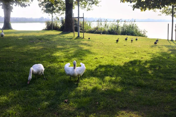 Schwäne Auf Einer Liegewiese Seeufer Bei Sonnenuntergang — Stockfoto