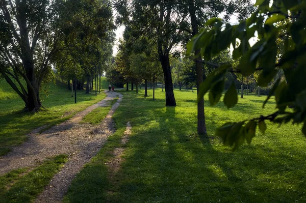 Vuil Pad Tussen Bomen Een Park Bij Zonsondergang — Stockfoto