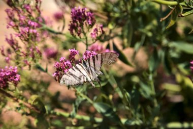 Çalının içinde mor çiçekler... Yakından bakınca...