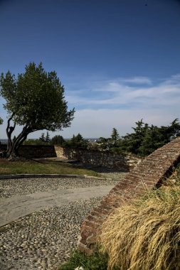 Açık bir günde, bir şatonun yolunda, balkonun kenarında zeytin ağacı.