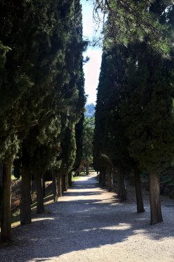 Güneşli bir günde, parkta selvi ağaçlarıyla çevrili gölgedeki çakıl yolu.