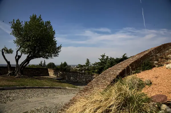 Olijfboom Een Balkon Aan Rand Van Een Bocht Een Pad — Stockfoto