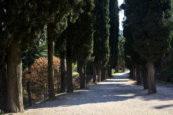 Gravel path in the shade bordered by cypresses in a park on a sunny day