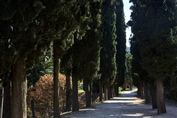 Gravel path in the shade bordered by cypresses in a park on a sunny day