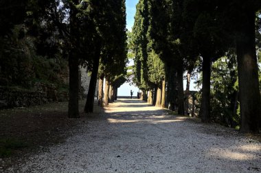 Güneşli bir günde, parkta selvi ağaçlarıyla çevrili gölgedeki çakıl yolu.