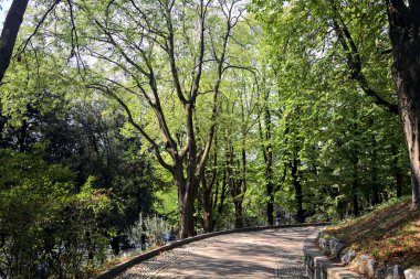 Bir parktaki ağaç tepe örtüsünün altında asfalt yol