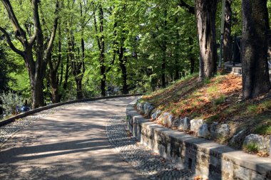 Bir parktaki ağaç tepe örtüsünün altında asfalt yol