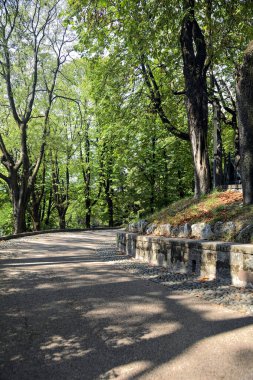 Bir parktaki ağaç tepe örtüsünün altında asfalt yol