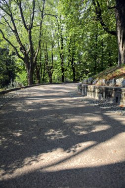 Bir parktaki ağaç tepe örtüsünün altında asfalt yol