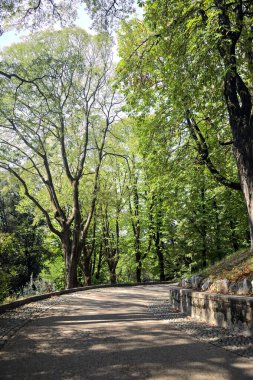 Bir parktaki ağaç tepe örtüsünün altında asfalt yol