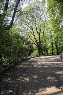Bir parktaki ağaç tepe örtüsünün altında asfalt yol