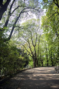 Bir parktaki ağaç tepe örtüsünün altında asfalt yol