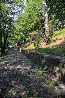 Bir parktaki ağaç tepe örtüsünün altında asfalt yol