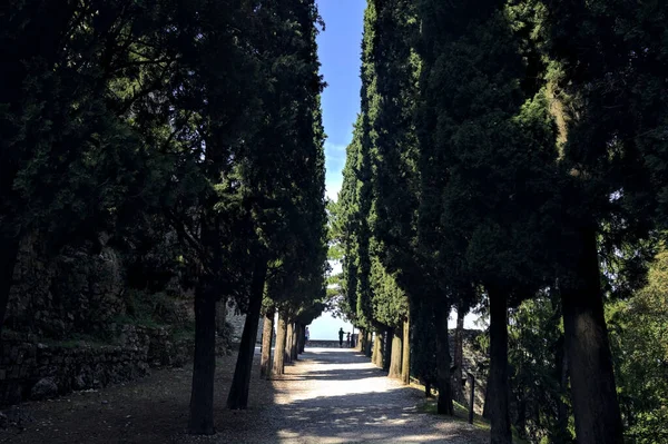 晴れた日に公園のヒノキに囲まれた日陰の砂利道 — ストック写真