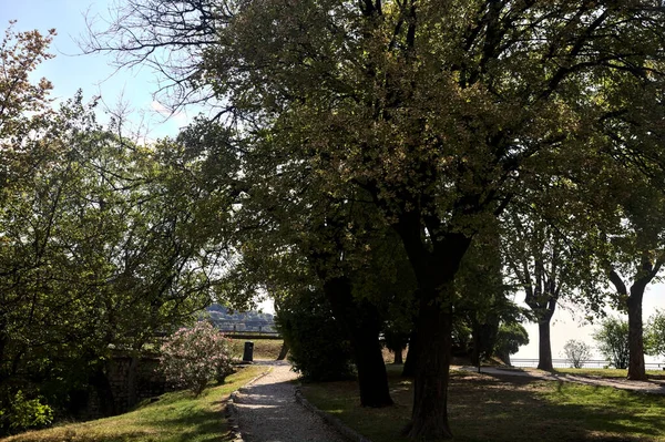 Гравийная Дорожка Деревьями Кустами Цвету Рядом Склоном Парке — стоковое фото