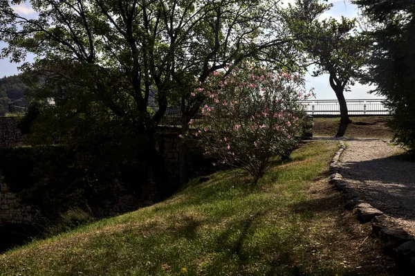 Sendero Grava Con Árboles Arbustos Flor Junto Una Pendiente Parque — Foto de Stock