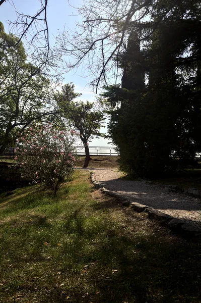 Chemin Gravier Avec Arbres Buissons Fleurs Côté Une Pente Dans — Photo