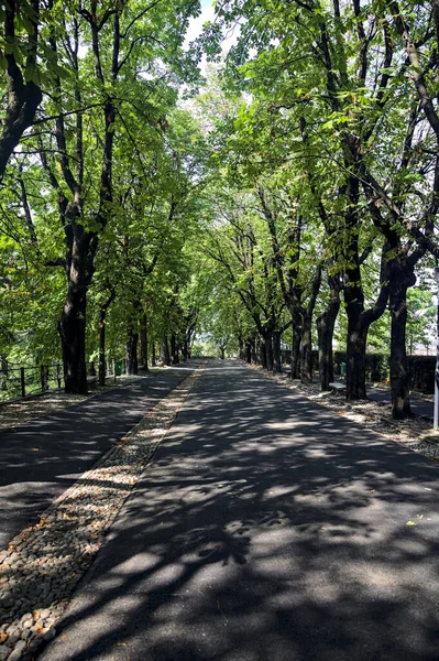 Sentiero Asfaltato Sotto Baldacchino Alberi Parco — Foto Stock