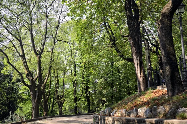 Caminho Pavimentado Sob Uma Copa Árvore Parque — Fotografia de Stock