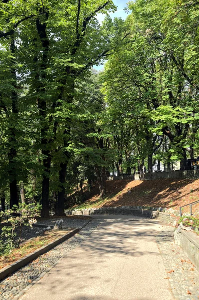 Paved path under a tree canopy in a park