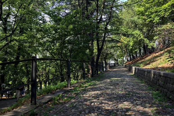 Camino Pavimentado Bajo Dosel Árbol Parque — Foto de Stock