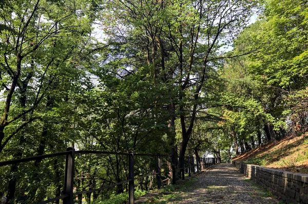 Camino Pavimentado Bajo Dosel Árbol Parque —  Fotos de Stock