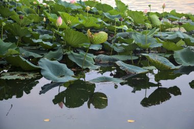 Nilüfer çiçeği yapraklarla çevrili, yakından görülüyor.