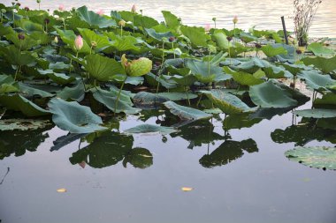 Nilüfer çiçeği yapraklarla çevrili, yakından görülüyor.