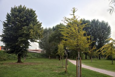 Açık alan, toprak bir yolun yanında kavak ağacı ve bulutlu bir günde toprak toprak toprak toprak toprak toprak.