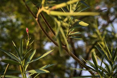 Çiçek açan zakkum dalı yakından görülüyor