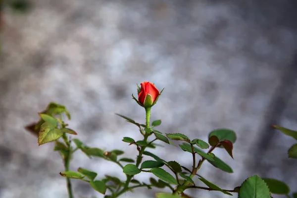 Piros Rózsa Virágzik Egy Bokorban Közelről — Stock Fotó