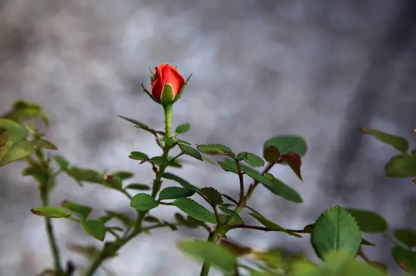 Rosa Vermelha Flor Arbusto Visto Perto — Fotografia de Stock