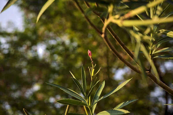 Oleanderzweig Voller Blüte Aus Nächster Nähe Gesehen — Stockfoto