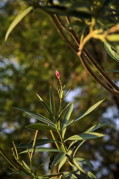 Oleanderzweig Voller Blüte Aus Nächster Nähe Gesehen — Stockfoto