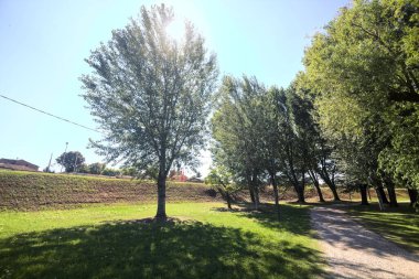 Bir parktaki ağaç tepe örtüsünün altında asfalt yol