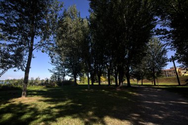 Bir parktaki ağaç tepe örtüsünün altında asfalt yol