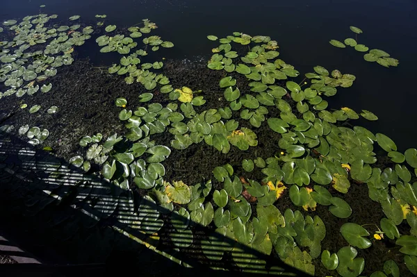 上から見た水の上にユリのパッド — ストック写真