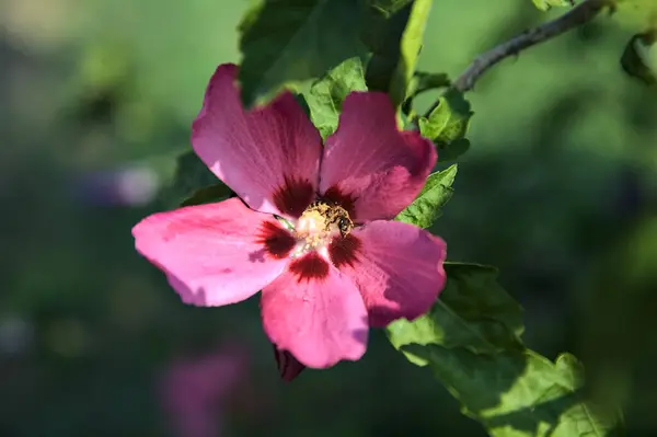 Des Branches Hibiscus Fleurs Vues Près — Photo