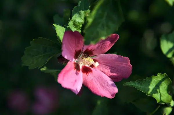 Hibiskuszweige Voller Blüte Aus Nächster Nähe Gesehen — Stockfoto