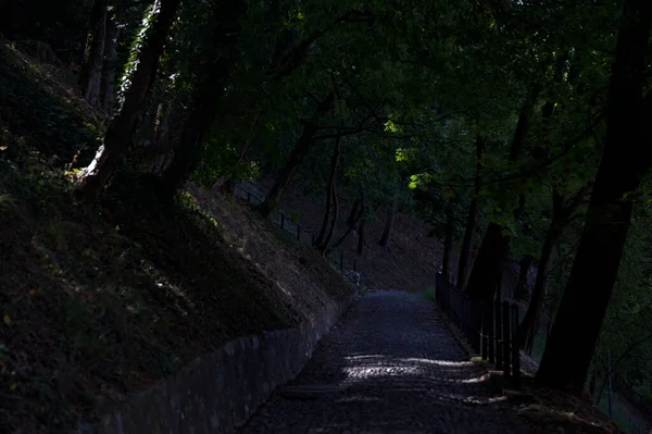 Descendo Caminho Pavimentado Parque Bifurcação Com Uma Escada Pedra — Fotografia de Stock