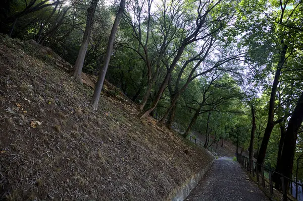 Parktaki Asfalt Yoldan Aşağı Iniyor Taş Bir Merdivenle Çatallanıyor — Stok fotoğraf