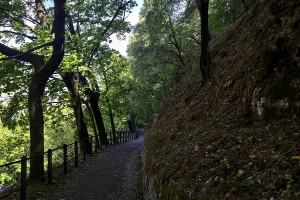 Camino Pavimentado Descendente Parque Que Bifurca Con Una Escalera Piedra — Foto de Stock