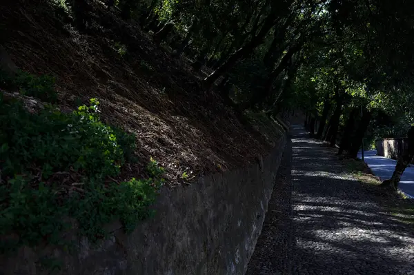 Camino Pavimentado Descendente Parque Que Bifurca Con Una Escalera Piedra — Foto de Stock