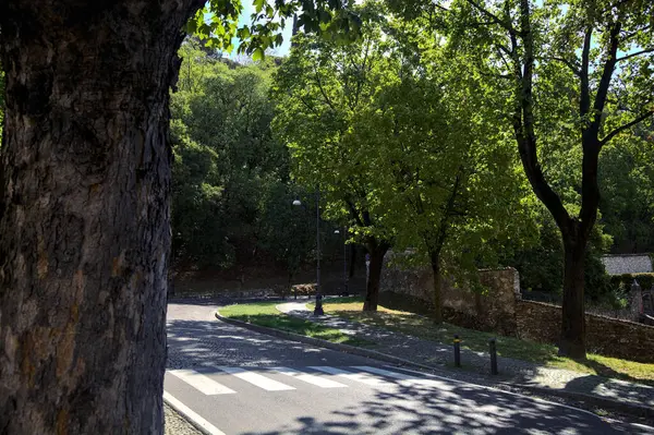 Aufsteigende Straße Gesäumt Von Bäumen Einem Park Auf Einem Hügel — Stockfoto