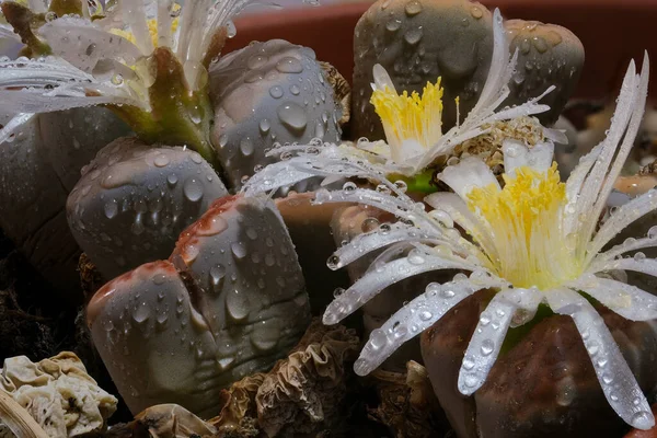 lithops 'un çiçekli sulu makro fotoğrafı