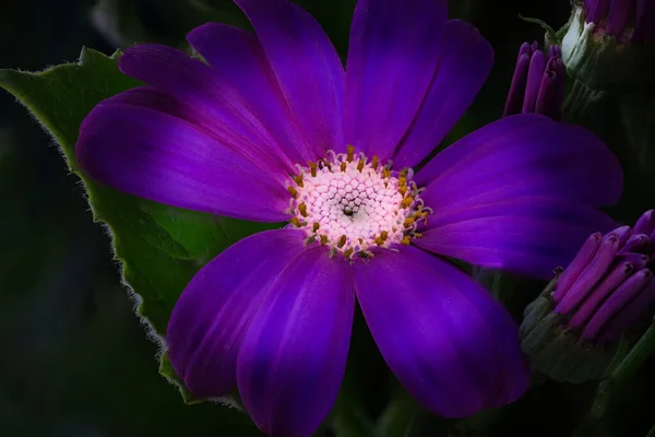 Alargamento Detalhado Uma Flor Cinerária Roxa — Fotografia de Stock