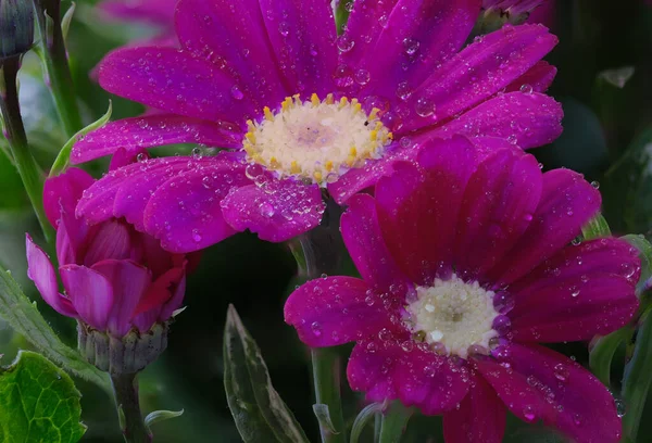 Расширение Цветов Пропитанными Росой Бутонами Кинерарии — стоковое фото