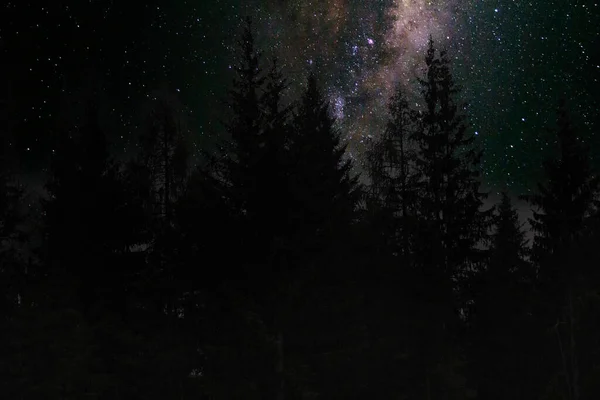 Céu Estrelado Uma Floresta Abeto — Fotografia de Stock