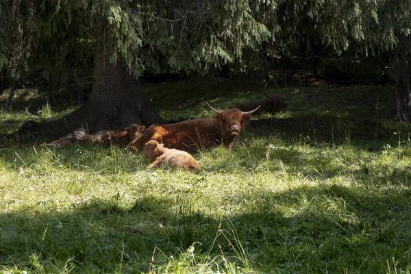Family Scottish Cows Sheltered Fir Tree Dolomites — Stock Fotó